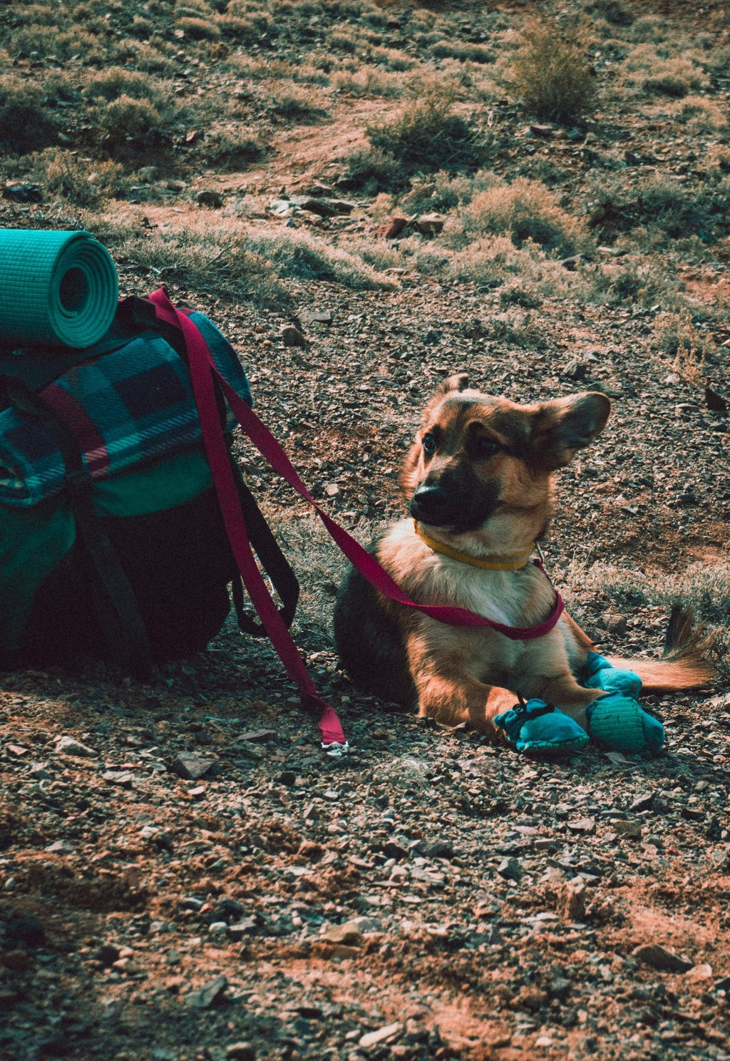 5 Essential Tips for Traveling with Pets - PUPSIE